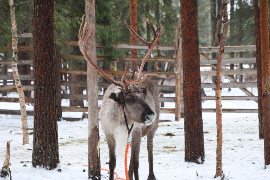 Dieses prächtige Tier posiert für unser Foto