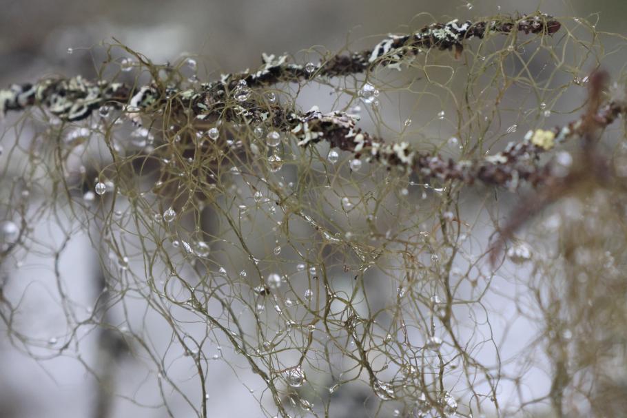 Das Tauwetter hat winzige Wassertropfen im Moos hinterlassen