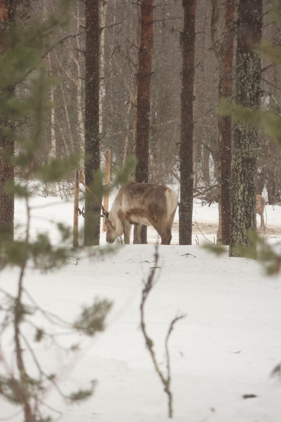 Kurz vor der nächsten Rast stehen Rentiere im Wald