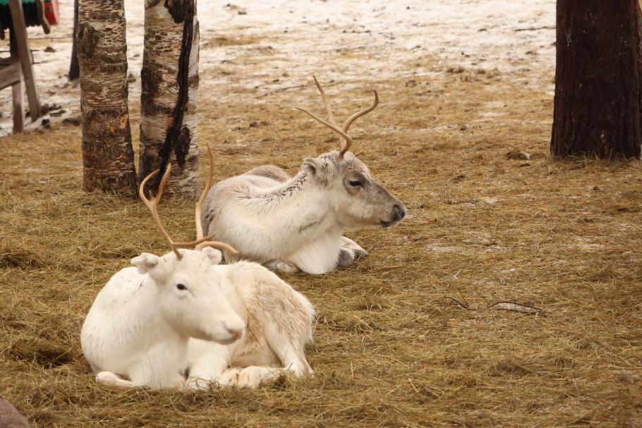 Ich gehe derweil Rentiere fotografieren