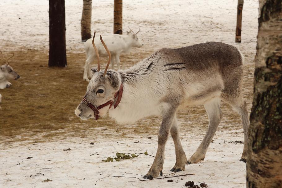 Einige sind ganz zutraulich