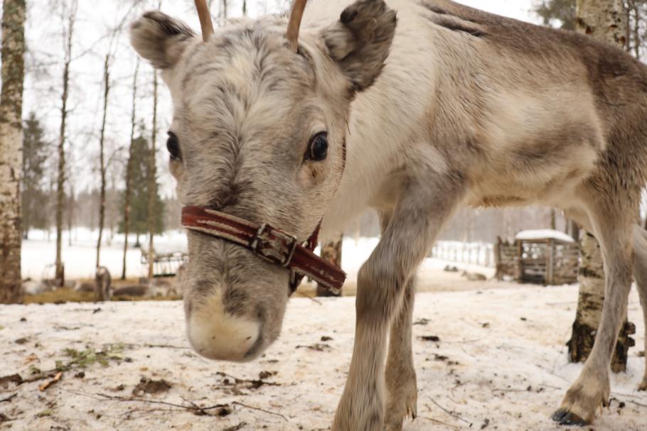 Das hier schleckt mir sogar über die Hand