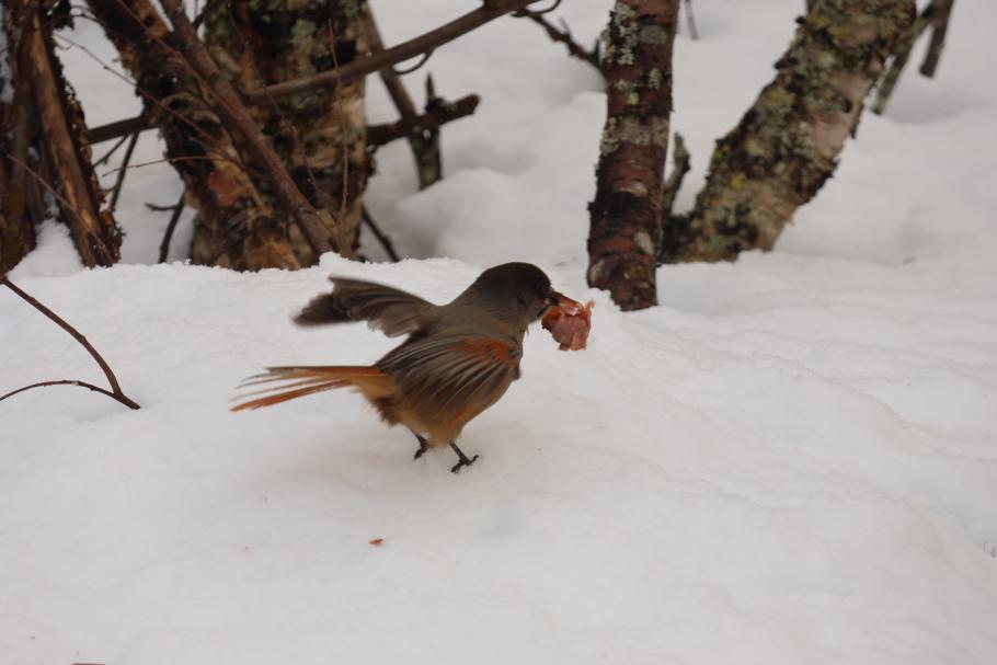 Der Unglückshäher ist der Glücksvogel der Finnen. Hier wird er mit Würstchen angelockt