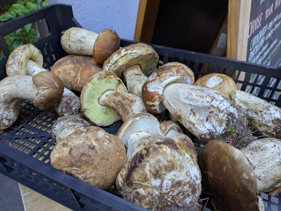 “Porcini”, Steinpilze in der Auslage eines Restaurants