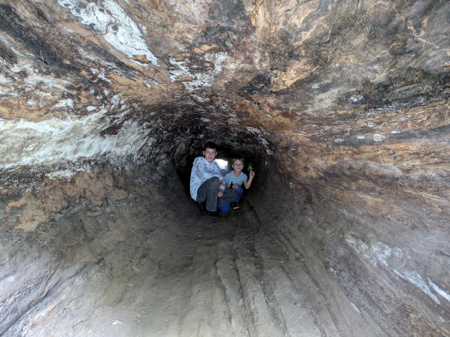 Die Jungs verstecken sich in einem gigantischen hohlen Baum