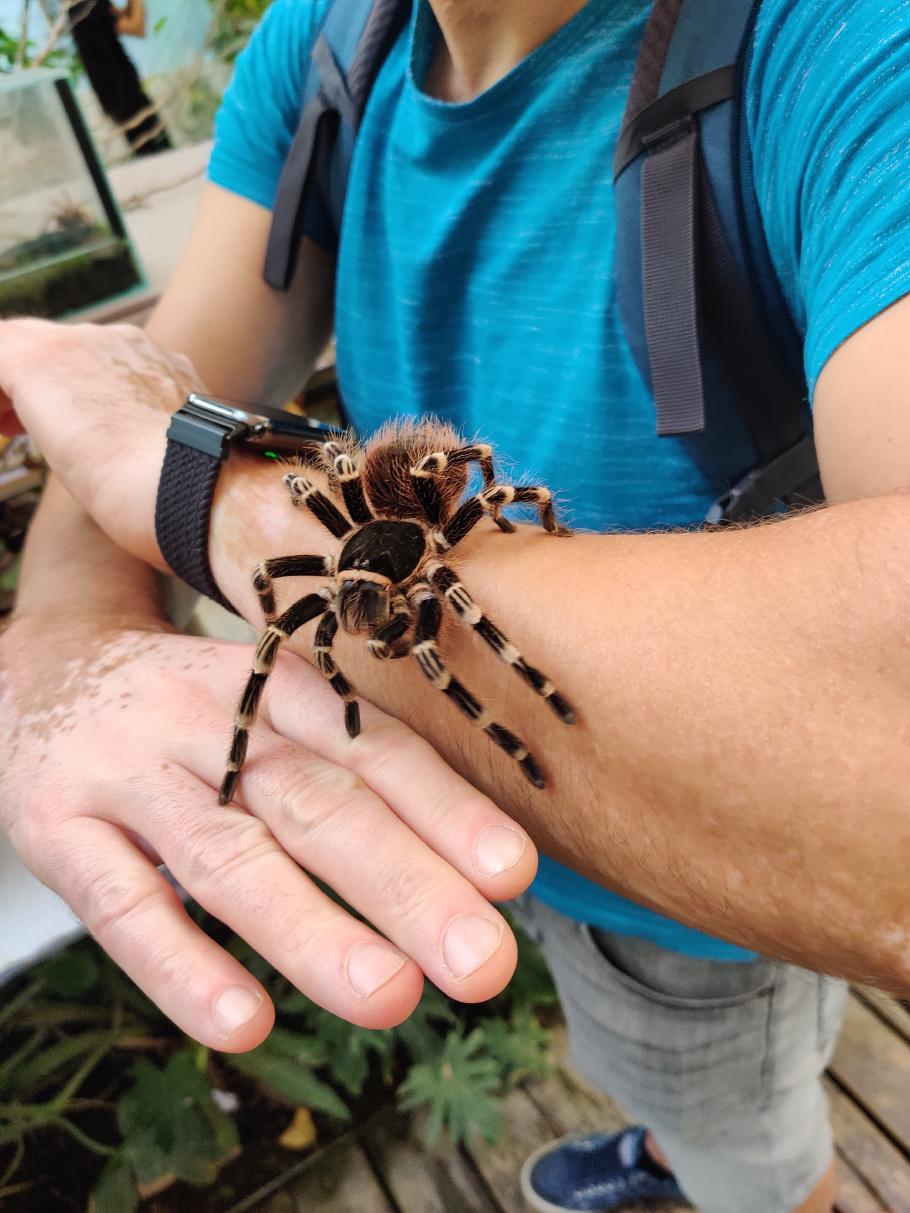 Weniger Flügel, mehr Beine und viiiel kuscheliger!