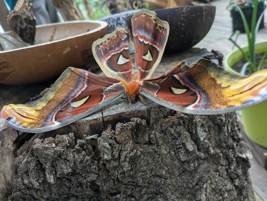 … riesige Schmetterlinge