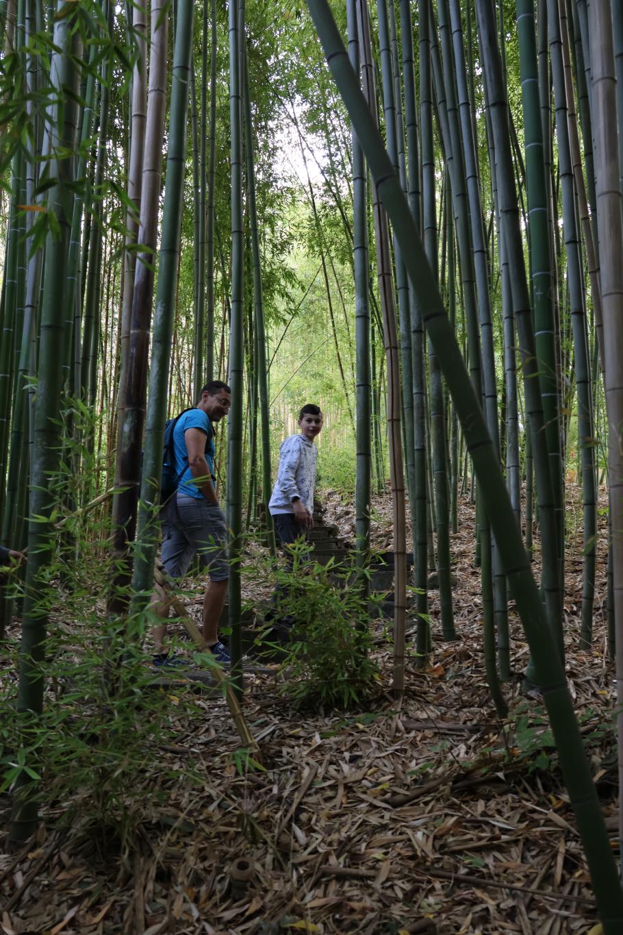 Durch einen kleinen Bambuswald geht es in Richtung Ausgang