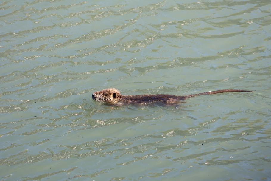 Die etwas seltsame Ente entpuppt sich beim Näherkommen als Bisam-Ratte (Nutria)