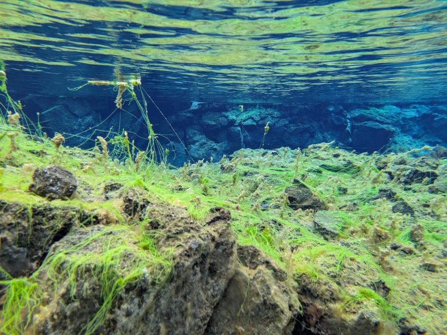 Verschiedene Algen bilden einen farblichen Kontrast zum tiefblauen Wasser