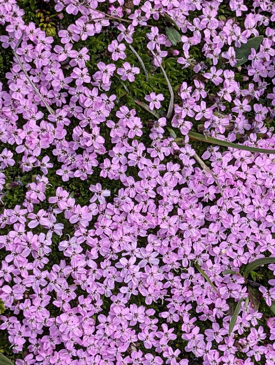 Diese Blümchen bilden überall in der Landschaft rosa Tupfen