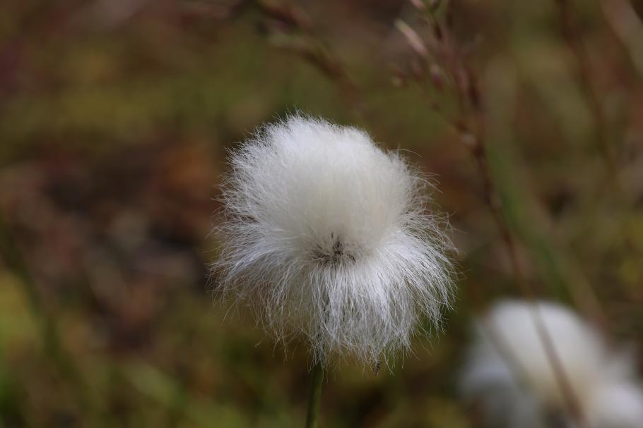 Lustige plüschige Blumen, die hier überall wachsen