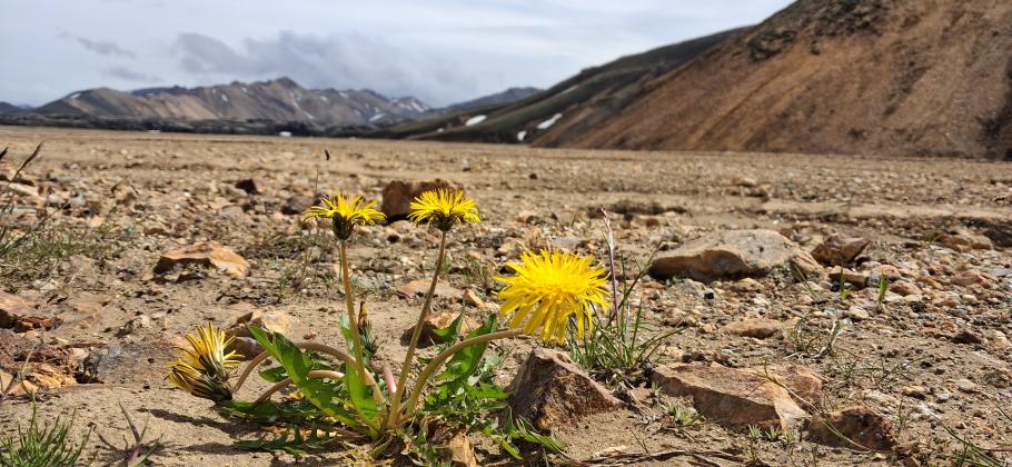 Tapfer kämpfen sich Pflanzen in die steinerne Landschaft