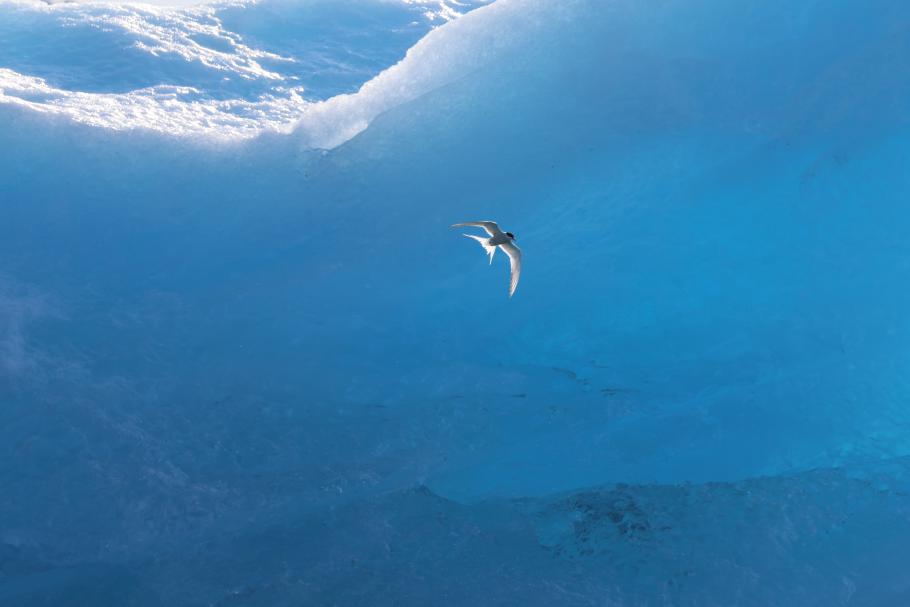 Die Arktische Seeschwalbe vor einem blauen Eisberg