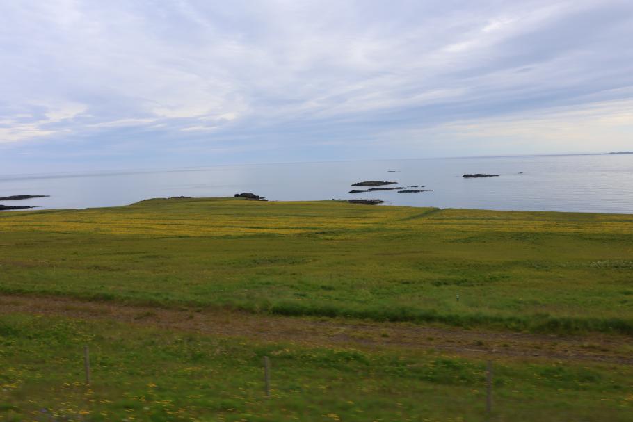 Oft sind die Wiesen voller blauer Lupinen oder gelber Blumen
