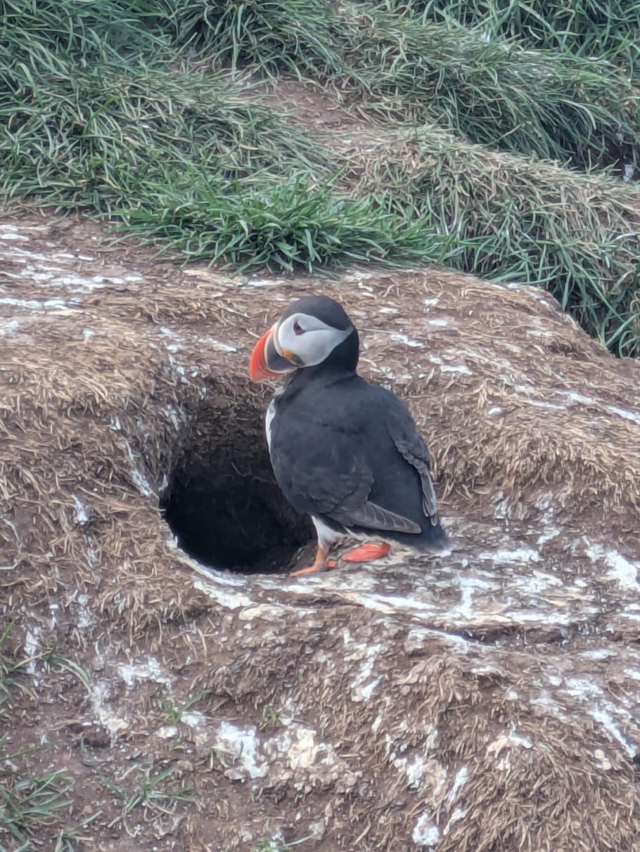 Die Vögel haben Löcher für die Nester in die Wiese gegraben
