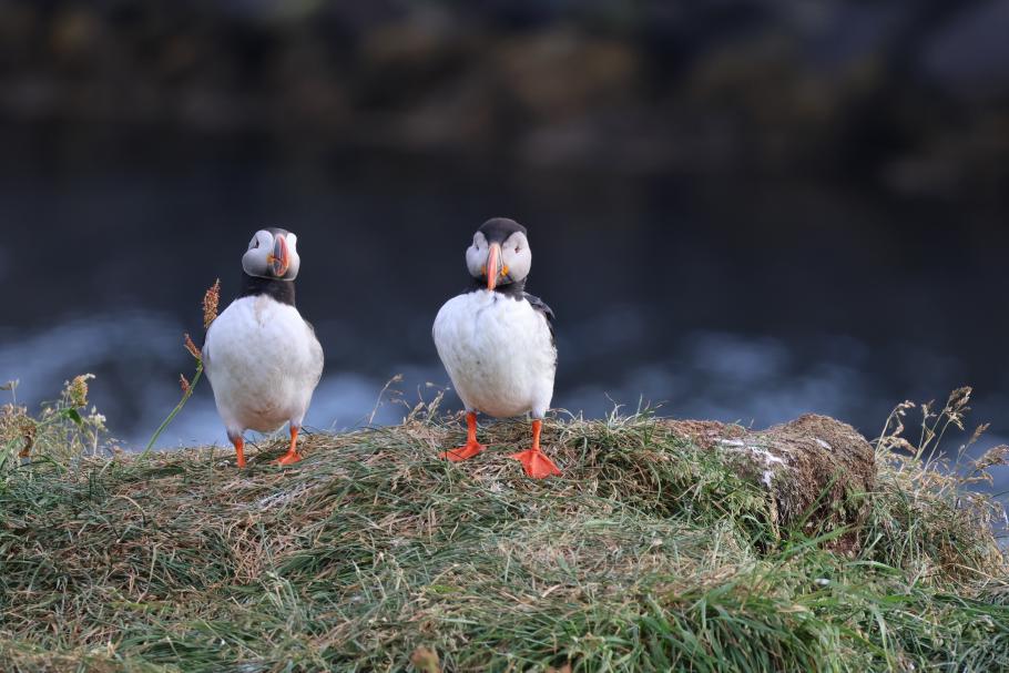 Die Tiere sehen wahnsinnig putzig aus