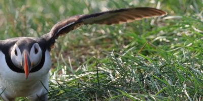 image from Heidewanderung und Puffins