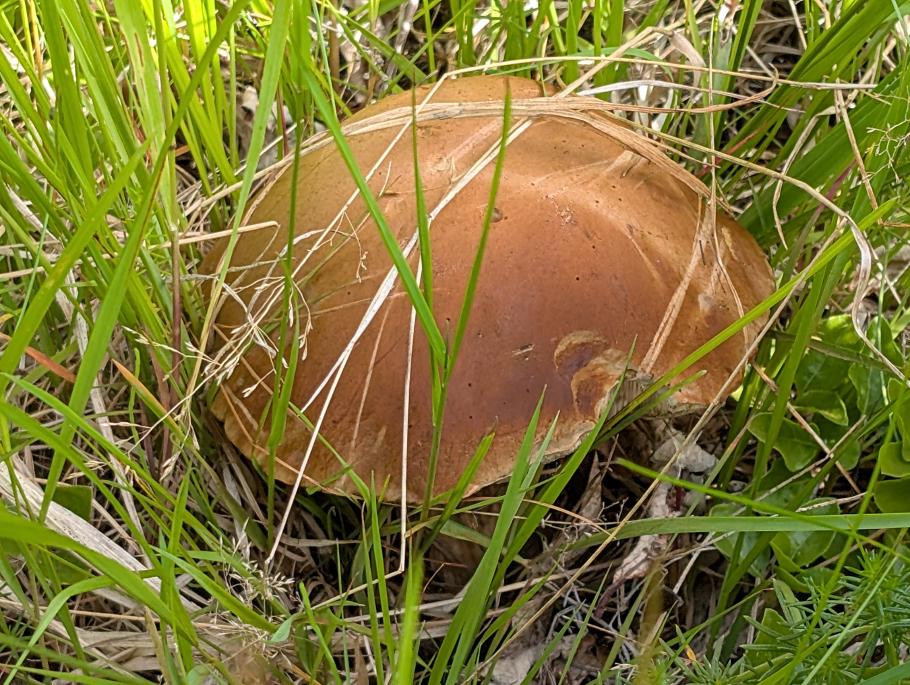 Ein prachtvoller Birkenpilz