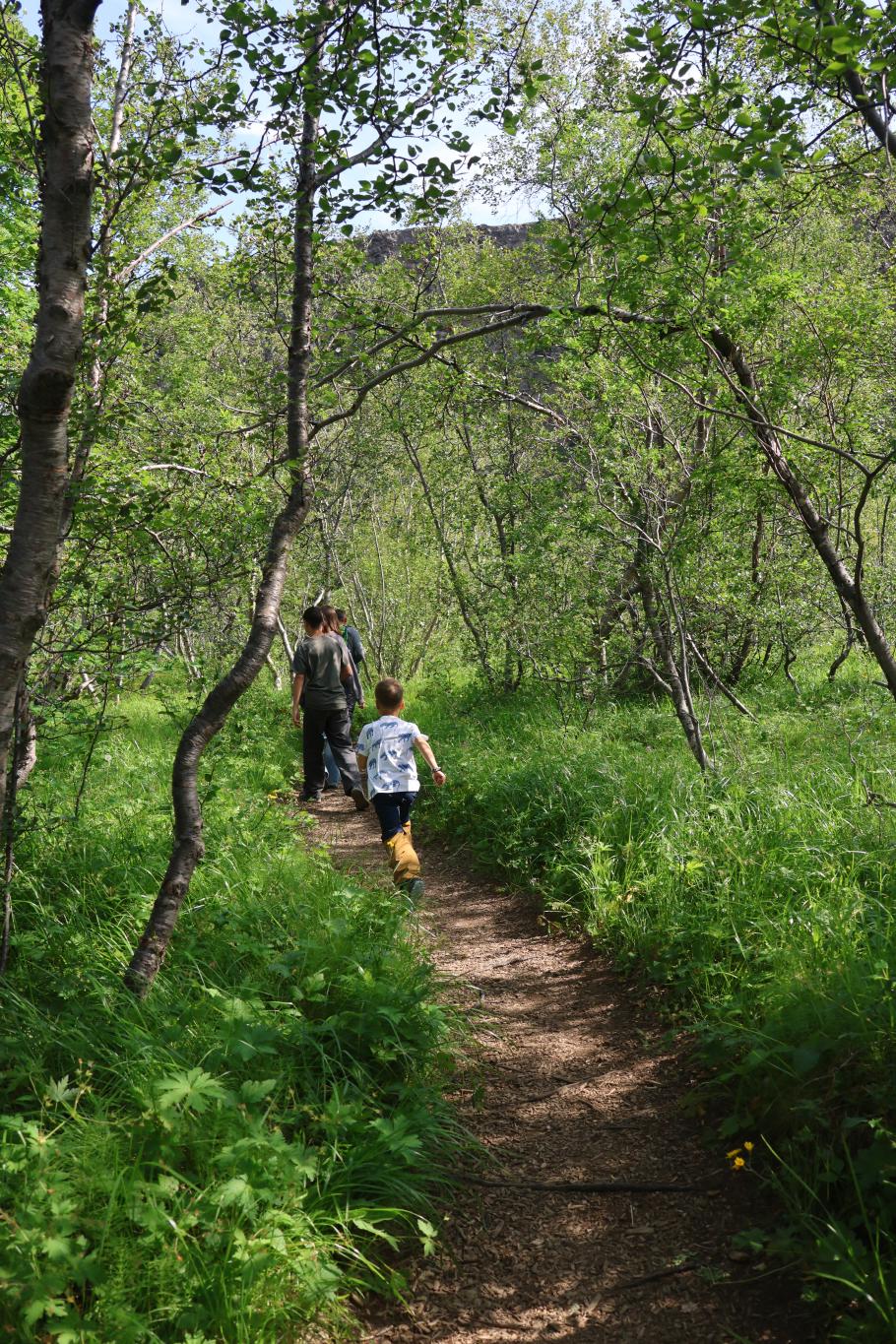 Wir wandern durch ein lichtes Birkenwäldchen