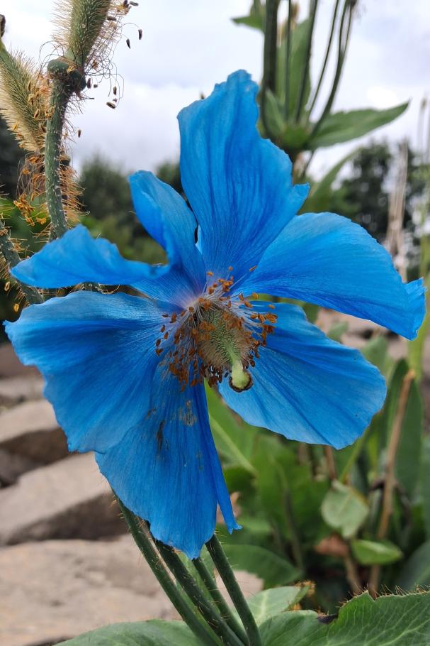 Tibet-Scheinmohn