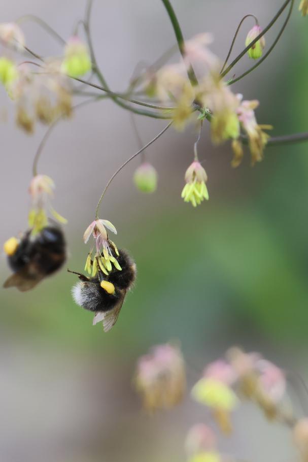 Kleine Wiesenraute, voller Hummeln