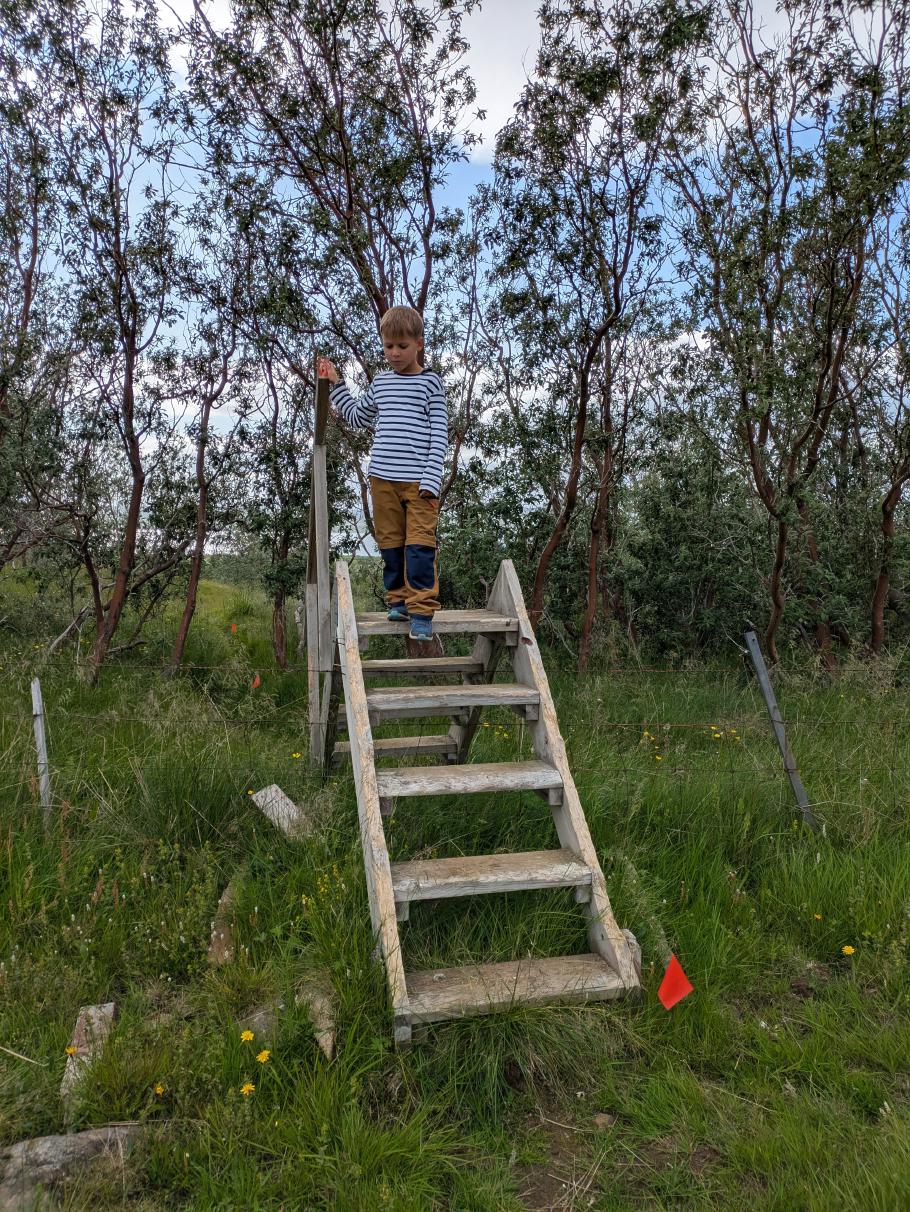 Leitern helfen beim Überqueren der Weidezäune …