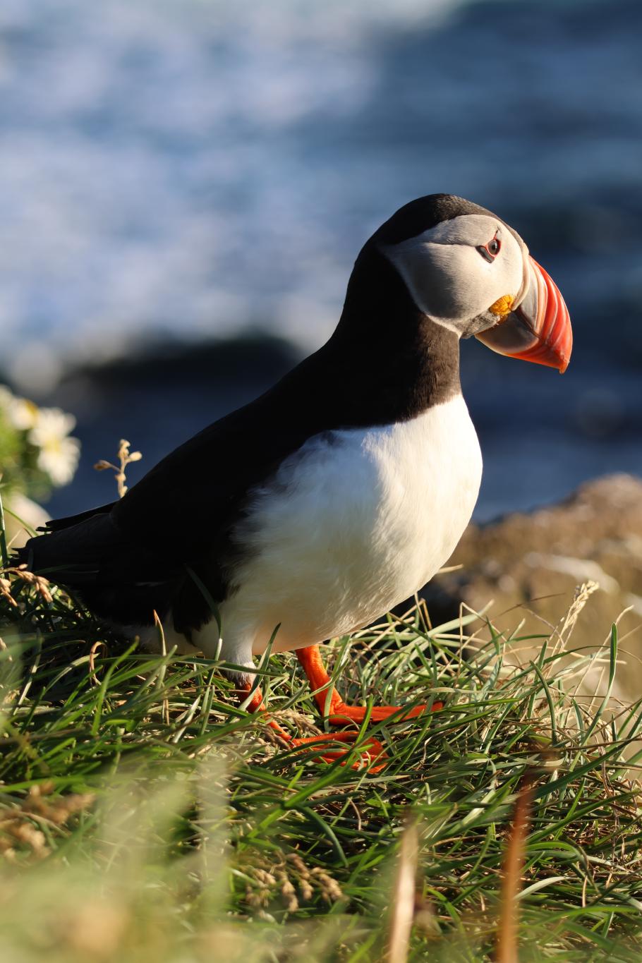 Die niedlichen Puffins leben auch hier
