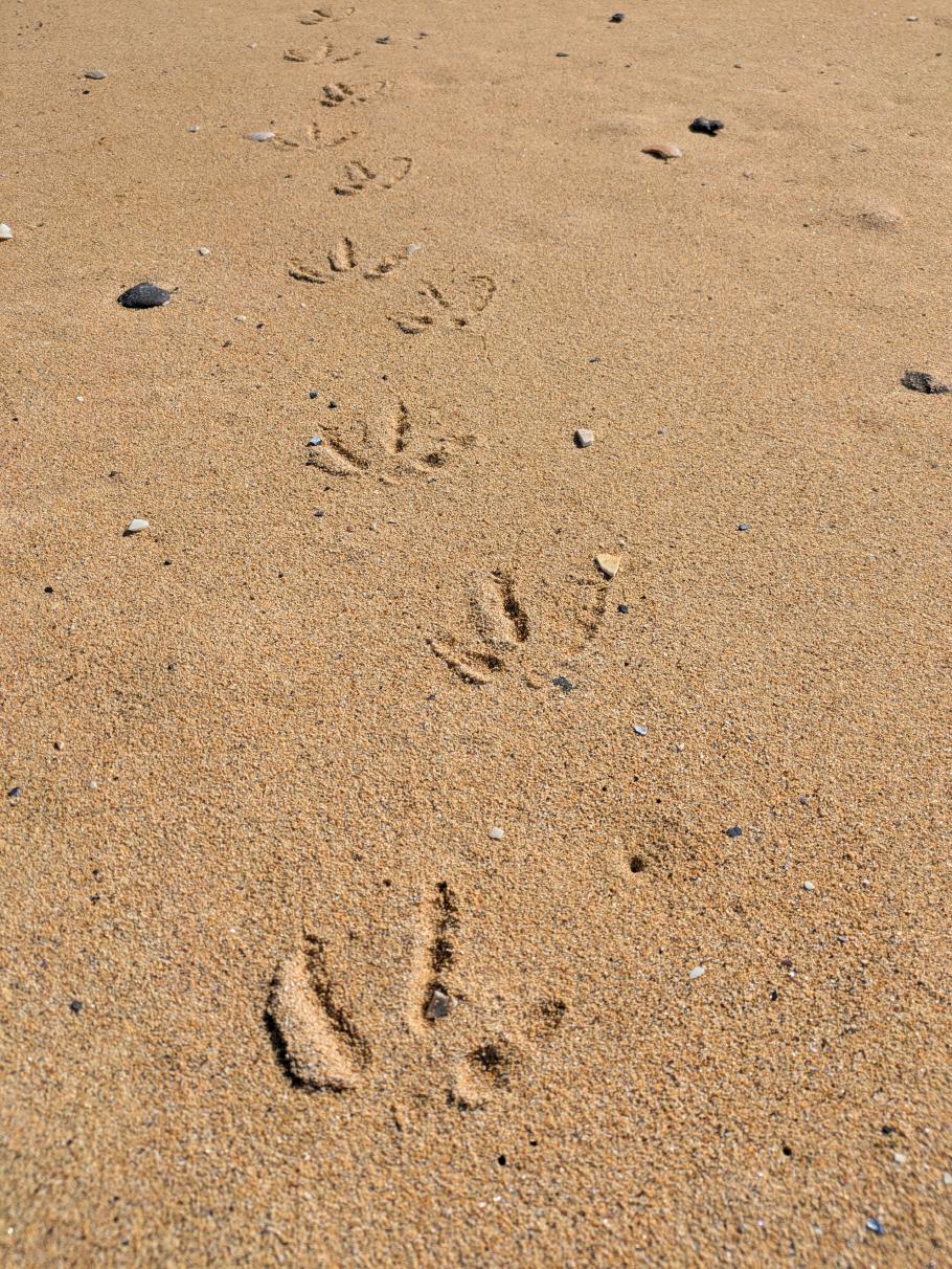 Außer unseren Spuren sind das die einzigen hier