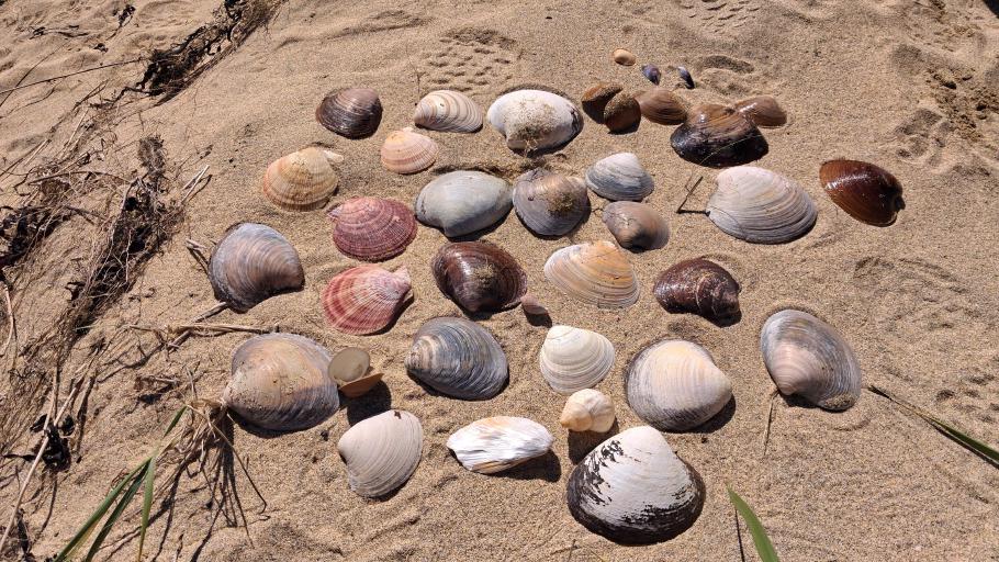 Wir haben fleißig Muscheln gesammelt
