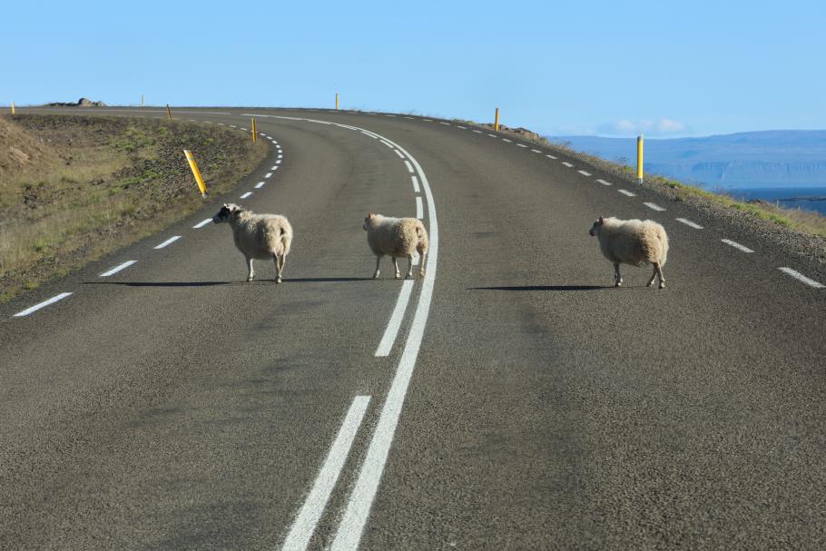 Schafe haben hier immer Vorfahrt, wir warten einfach