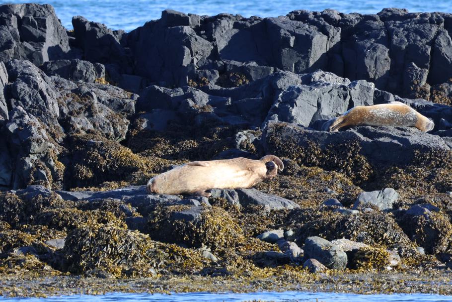 Die Tiere lungern entspannt in der Sonne rum