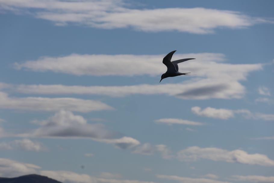 Seevögel fliegen lautstark neben uns her