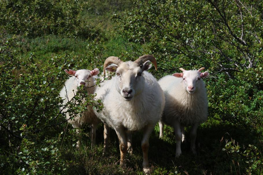 Die Schafe schauen uns beim Wandern zu