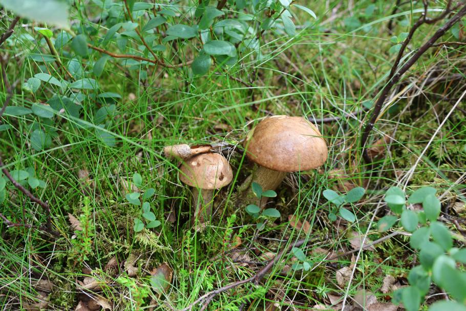 Kleine und große Birkenpilze stehen vereinzelt am Wegesrand