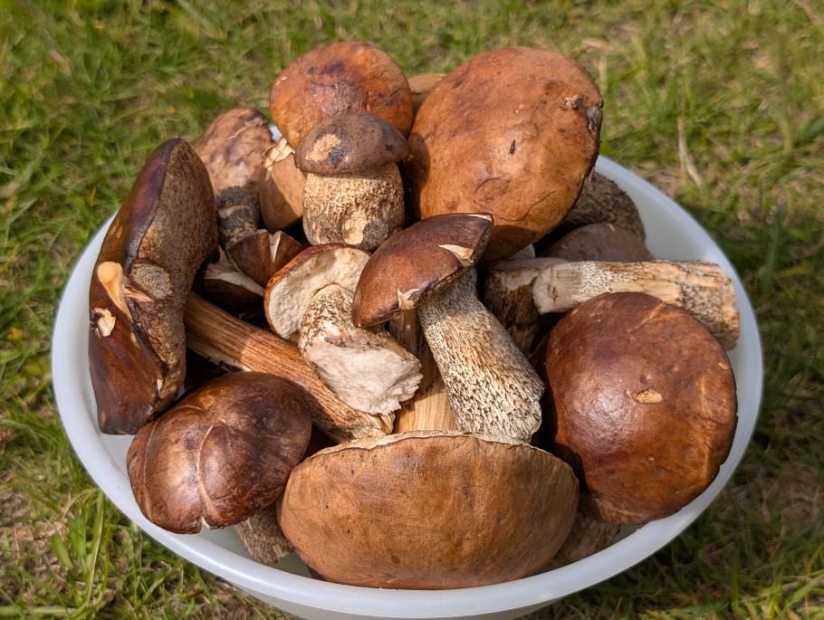 Nach 2 Stunden Wanderung haben wir eine große Schüssel Pilze zusammen