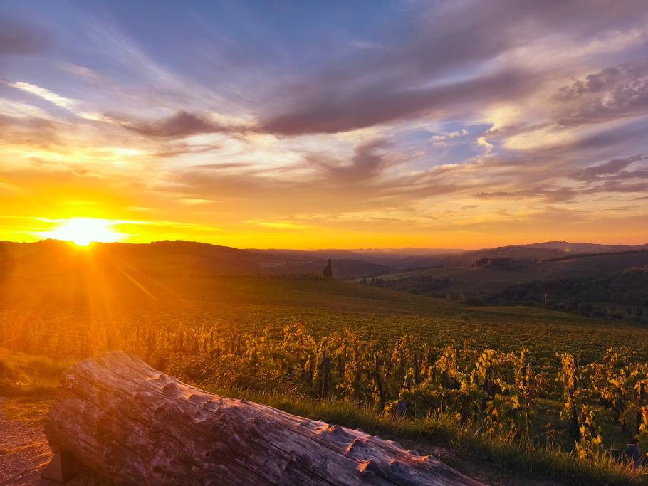 Der Sonnenuntergang taucht den Weinberg in goldenes Licht